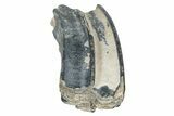 Fossil Three-Toed Horse Tooth - Bone Valley, Florida #336412-2